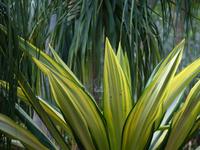 Santa Cruz Teneriffa 5