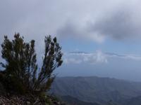 Garajonay Nationalpark  - Blick auf den verschneiten Teide/Teneriffa