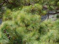 Wanderung bei Alajero 2