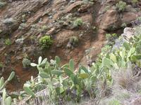 Wanderung bei Alajero 4