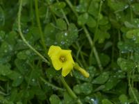 Wanderung Las Rosas - Vallehermoso 1