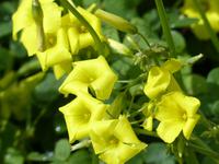 Wanderung Las Rosas - Vallehermoso 6