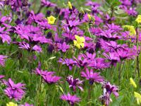 Wanderung Las Rosas - Vallehermoso 8