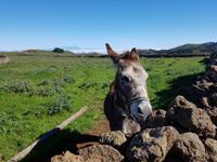 Spanien, El Hierro, Wanderung Hochweiden