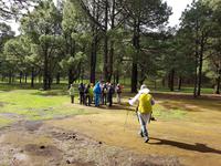 Spanien, El Hierro, Kiefernwald beim Grillplatz