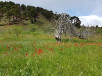 Spanien, El Hierro, El Pinar