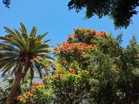 Spanien, Teneriffa, Santa Cruz, Parc Garcia Sanabria, afrikanischer Tulpenbaum