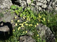 Spanien, El Hierro, Wanderung Hochweiden