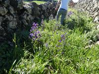 Spanien, El Hierro, Wanderung Hochweiden,blauer  Natternkopf