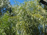 Spanien, El Hierro, San Andres, Akazienmimose