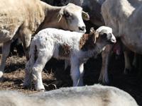 Spanien, El Hierro, San Andres