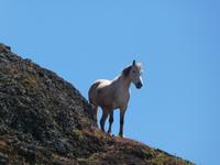 Spanien, El Hierro, Wanderung Hochweiden