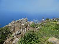 Spanien, El Hierro, Wanderung Hochweiden, Affodill