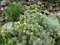 Spanien, El Hierro, Wanderung Hochweiden