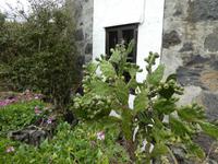 Spanien, El Hierro,Kaktusfeige