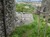 Spanien, El Hierro, Wanderung Hochweiden