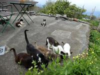 Spanien, El Hierro, Wanderung Hochweiden