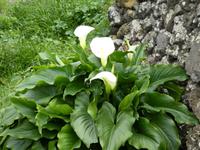 Spanien, El Hierro, Calla
