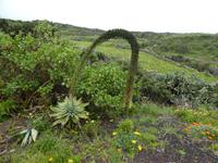 Spanien, El Hierro, Schwanenhalsagave