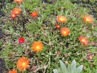 Spanien, El Hierro, afrikanische Mittagsblume