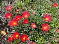 Spanien, El Hierro, afrikanische Mittagsblume