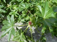 Spanien, El Hierro, wilder Rizinus