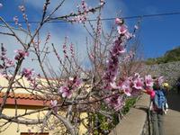 Spanien, El Hierro, MANDELBAUM
