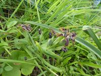 Spanien, El Hierro, Orchidee