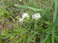 Spanien, El Hierro, wilder Knoblauch