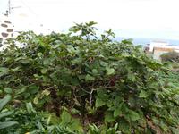 Spanien, El Hierro, el Mocanal, Tomatenbaum