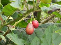 Spanien, El Hierro, Tomatenbaum
