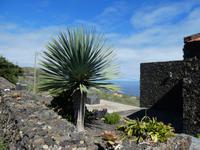Spanien, El Hierro, Echedo, junger Drachenbaum