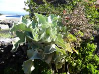 Spanien, El Hierro, Echedo, Elefantenohr