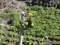 Spanien, El Hierro, Papaya