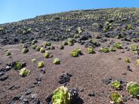 Spanien, El Hierro, Wanderung Lavafelder