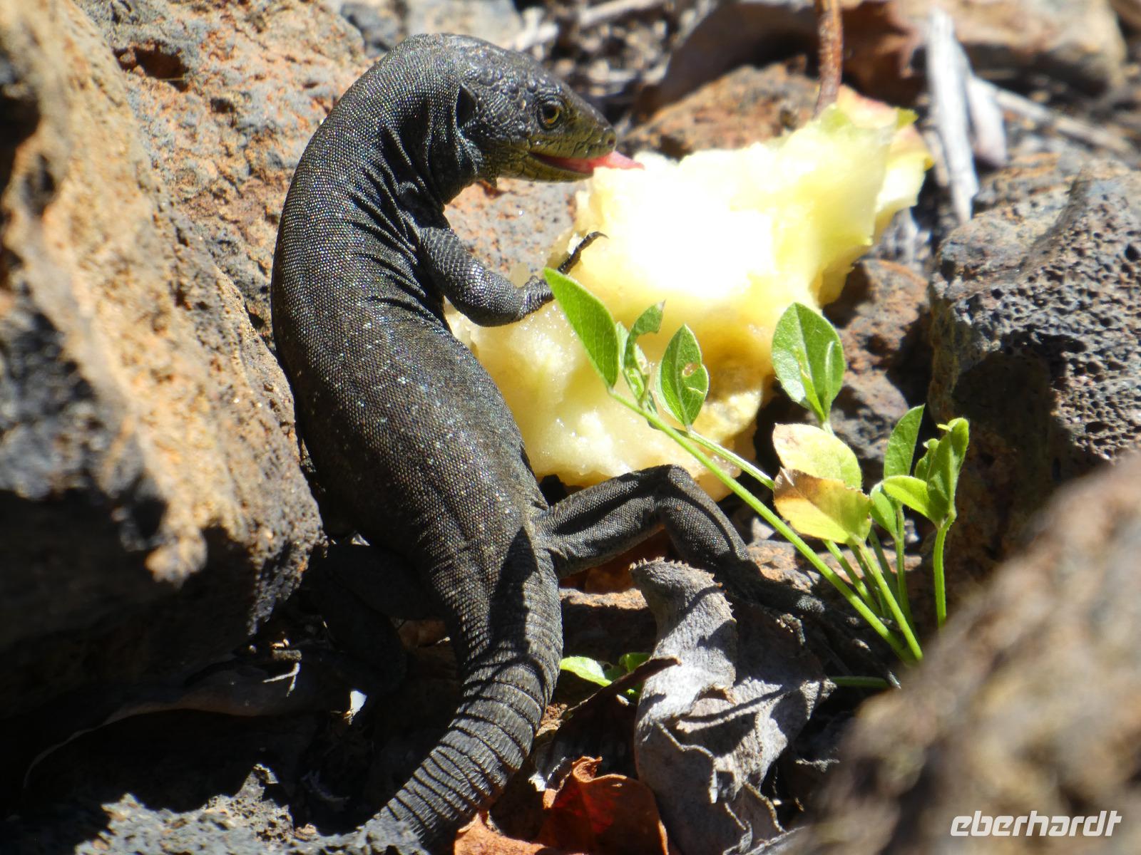 Spanien, El Hierro, Wanderung Lavafelder, Echse