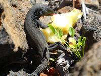 Spanien, El Hierro, Wanderung Lavafelder, Echse
