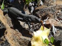 Spanien, El Hierro, Wanderung Lavafelder, Echse