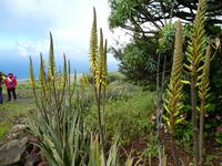 Spanien, El Hierro, Aloevera