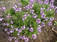 Spanien, El Hierro, Lefkoje