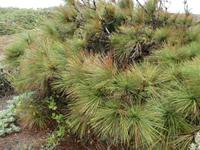 Spanien, El Hierro, Kanarenkiefer