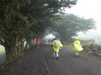Spanien, El Hierro, Wanderung Sabinas