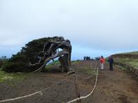 Spanien, El Hierro, Wanderung Sabinas