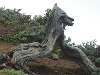 Spanien, El Hierro, Wanderung Sabinas