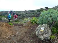 Spanien, El Hierro, Wanderung Sabinas