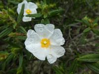 Spanien, El Hierro, Wanderung Sabinas, Zistrose