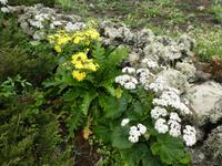 Spanien, El Hierro, Wanderung Sabinas