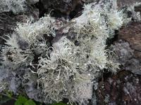 Spanien, El Hierro, Wanderung Sabinas