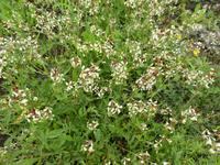 Spanien, El Hierro, Wanderung Sabinas