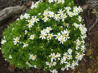 Spanien, El Hierro, Wanderung Sabinas